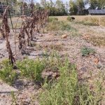 summer garden overgrown with weeds