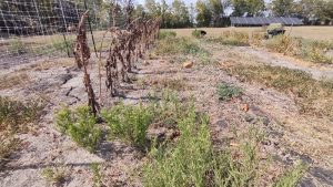 summer garden overgrown with weeds