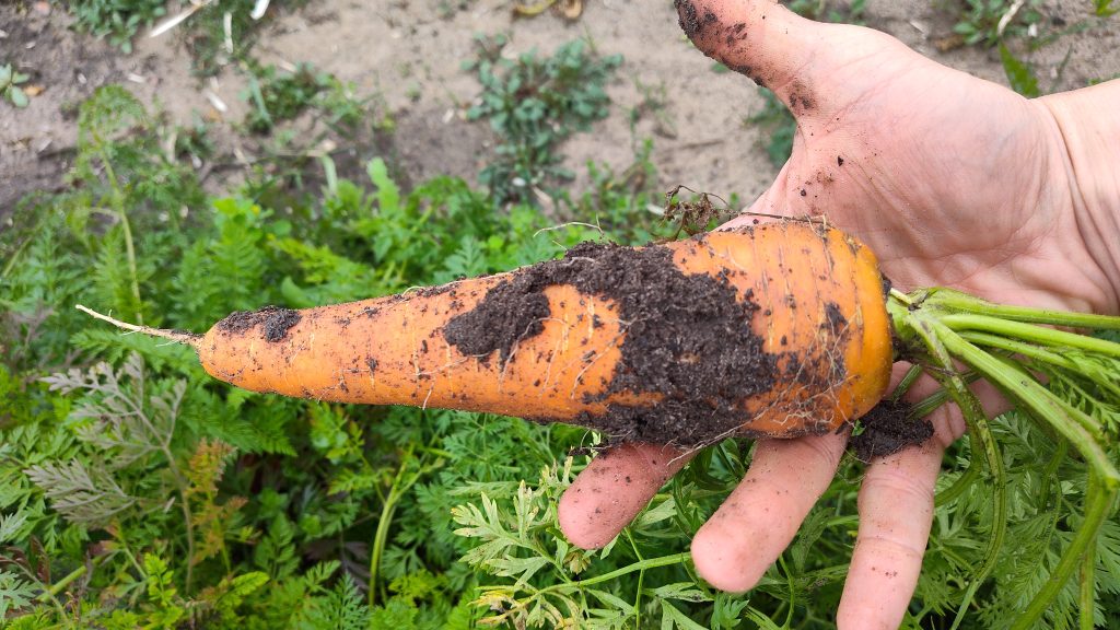 Hercules Carrot Grown in Clay Soil