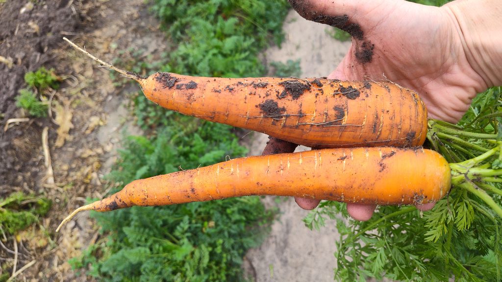 growing carrots in clay soil