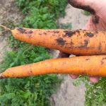 growing carrots in clay soil