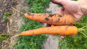 growing carrots in clay soil
